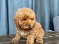 MİNİ BOY MALTIPOO OĞLUMUZ