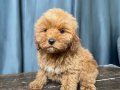 MİNİ BOY MALTIPOO OĞLUMUZ