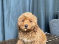 APRICOT RENKTE MALTIPOO OĞLUMUZ