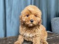 APRICOT RENKTE MALTIPOO OĞLUMUZ