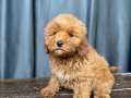 APRICOT RENKTE MALTIPOO OĞLUMUZ