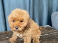 APRICOT RENKTE MALTIPOO OĞLUMUZ