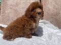 MİNİ BOY RED MALTIPOO OĞLUMUZ