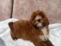 MİNİ BOY RED MALTIPOO OĞLUMUZ