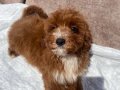 MİNİ BOY RED MALTIPOO OĞLUMUZ