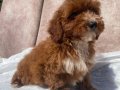 MİNİ BOY RED MALTIPOO OĞLUMUZ