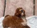 MİNİ BOY RED MALTIPOO OĞLUMUZ