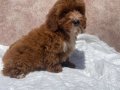 MİNİ BOY RED MALTIPOO OĞLUMUZ