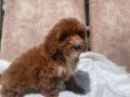 MİNİ BOY RED MALTIPOO OĞLUMUZ