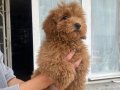 MİNİ BOY MALTIPOO OĞLUMUZ