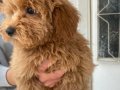 MİNİ BOY MALTIPOO OĞLUMUZ