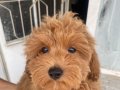MİNİ BOY MALTIPOO OĞLUMUZ