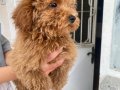 MİNİ BOY MALTIPOO OĞLUMUZ