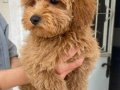 MİNİ BOY MALTIPOO OĞLUMUZ