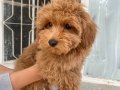 MİNİ BOY MALTIPOO OĞLUMUZ