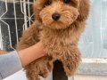 MİNİ BOY MALTIPOO OĞLUMUZ