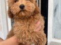 MİNİ BOY MALTIPOO OĞLUMUZ