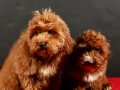 14 ŞUBAT DOĞUMLU MALTIPOO ERKEK YAVRULARIMIZ