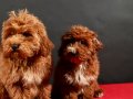 14 ŞUBAT DOĞUMLU MALTIPOO ERKEK YAVRULARIMIZ