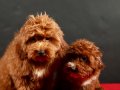 14 ŞUBAT DOĞUMLU MALTIPOO ERKEK YAVRULARIMIZ
