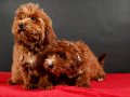 14 ŞUBAT DOĞUMLU MALTIPOO ERKEK YAVRULARIMIZ