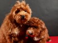14 ŞUBAT DOĞUMLU MALTIPOO ERKEK YAVRULARIMIZ