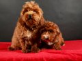 14 ŞUBAT DOĞUMLU MALTIPOO ERKEK YAVRULARIMIZ