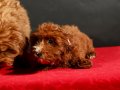 14 ŞUBAT DOĞUMLU MALTIPOO ERKEK YAVRULARIMIZ