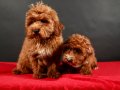 14 ŞUBAT DOĞUMLU MALTIPOO ERKEK YAVRULARIMIZ