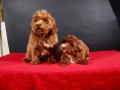 14 ŞUBAT DOĞUMLU MALTIPOO ERKEK YAVRULARIMIZ