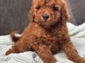 0 NUMARA ERKEK TOY POODLE YAVRUMUZ