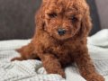 0 NUMARA ERKEK TOY POODLE YAVRUMUZ