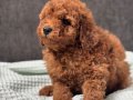 0 NUMARA ERKEK TOY POODLE YAVRUMUZ