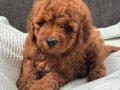 0 NUMARA ERKEK TOY POODLE YAVRUMUZ