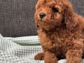 0 NUMARA ERKEK TOY POODLE YAVRUMUZ