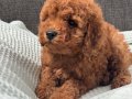 0 NUMARA ERKEK TOY POODLE YAVRUMUZ