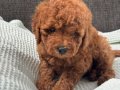 0 NUMARA ERKEK TOY POODLE YAVRUMUZ