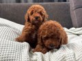 MİNİ BOY TOY POODLE BEBEKLERİM