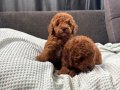 MİNİ BOY TOY POODLE BEBEKLERİM