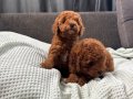 MİNİ BOY TOY POODLE BEBEKLERİM