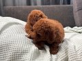 MİNİ BOY TOY POODLE BEBEKLERİM