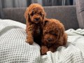 MİNİ BOY TOY POODLE BEBEKLERİM