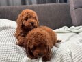 MİNİ BOY TOY POODLE BEBEKLERİM