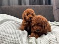 MİNİ BOY TOY POODLE BEBEKLERİM