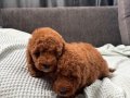 MİNİ BOY TOY POODLE BEBEKLERİM