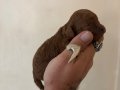 MİNİ BOY TOY POODLE BEBEKLERİM