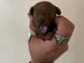 MİNİ BOY TOY POODLE BEBEKLERİM