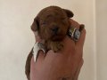 MİNİ BOY TOY POODLE BEBEKLERİM
