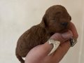 MİNİ BOY TOY POODLE BEBEKLERİM