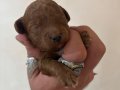 MİNİ BOY TOY POODLE BEBEKLERİM